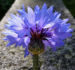 Zurück zum kompletten Bilderset Kornblume Blüte blau Centaurea cyanus