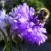 Zurück zum kompletten Bilderset Kornblume Blüte blau Centaurea cyanus