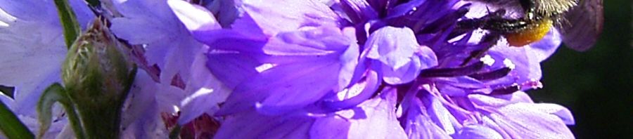 Anklicken um das ganze Bild zu sehen  Kornblume Blüte blau Centaurea cyanus
