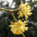 Zurück zum kompletten Bilderset Kornelkirsche Blüte gelbgrün Cornus mas
