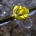 Zurück zum kompletten Bilderset Kornelkirsche Hartriegel Blüte gelb Cornus mas