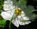 Zurück zum kompletten Bilderset Schmuckkörbchen Kosmee Blüte weiß Cosmea bipinnatus