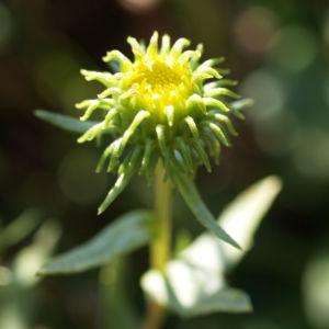 Kraeftige Grindelie Bluete gelb Grindelia robusta 03