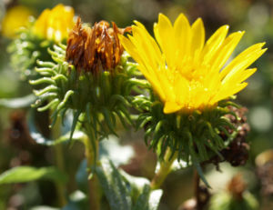 Kraeftige Grindelie Bluete gelb Grindelia robusta 05