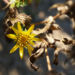 Zurück zum kompletten Bilderset Kräftige Grindelie Blüte gelb Grindelia robusta