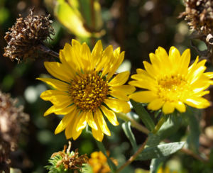 Kraeftige Grindelie Bluete gelb Grindelia robusta 07