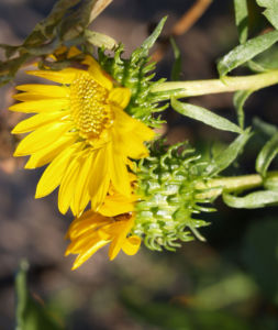 Kraeftige Grindelie Bluete gelb Grindelia robusta 08