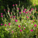 Zurück zum kompletten Bilderset Kronen-Lichtnelke Blüte pink Silene coronaria