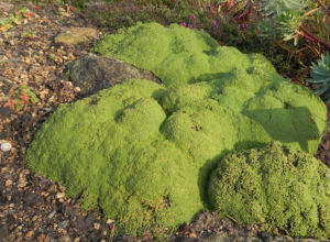 Kreuz Sandkraut Moos Polster gruen Arenaria tetraquetra var granatensis 01