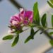 Zurück zum kompletten Bilderset Kreuzblume Blüte pink Polygala myrtifolia