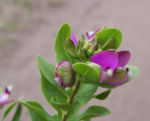 Bild:  Kreuzblume Blüte pink Polygala myrtifolia
