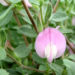 Zurück zum kompletten Bilderset Kriechende Heuhechel Blüte pink Ononis repens subsp procurrens