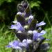 Zurück zum kompletten Bilderset Kriechender Günsel Blütendolde blau Ajuga reptans