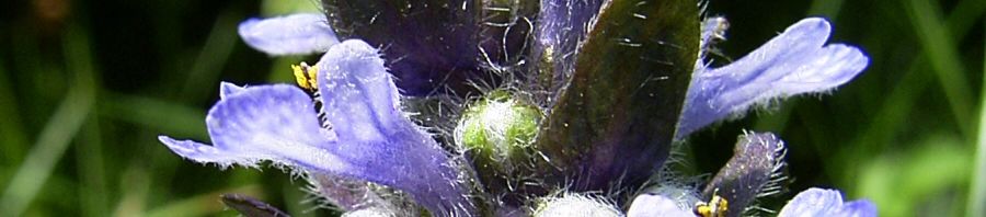 Anklicken um das ganze Bild zu sehen  Kriechender Günsel Blütendolde blau Ajuga reptans
