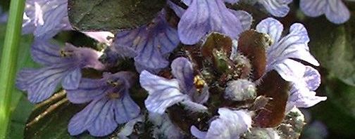 Anklicken um das ganze Bild zu sehen  Kriechender Günsel Blüte lila Ajuga reptans