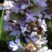Zurück zum kompletten Bilderset Kriechender Günsel Blüte lila Ajuga reptans