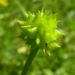 Zurück zum kompletten Bilderset Kriechender Hahnenfuss - Ranunculus repens