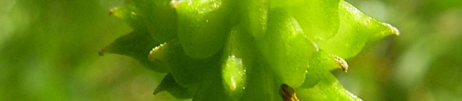 Anklicken um das ganze Bild zu sehen  Kriechender Hahnenfuss - Ranunculus repens