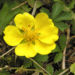 Zurück zum kompletten Bilderset Kriechendes Fingerkraut Blüte gelb Potentilla reptansfro