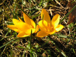 Krokus Bluete gelb Crocus aureus 01