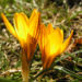 Zurück zum kompletten Bilderset Gold-Krokus Blüte gelb Crocus aureus