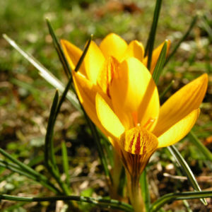 Krokus Bluete gelb Crocus aureus 03