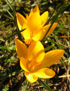 Krokus Bluete gelb Crocus aureus 04