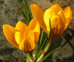 Krokus Bluete gelb Crocus aureus 06