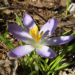 Zurück zum kompletten Bilderset Pracht-Herbst-Krokus Blüte lila Crocus speciosus