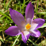 Krokus Bluete schmal lila Crocus 01