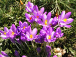 Krokus Bluete schmal lila Crocus 02