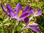 Krokus Bluete schmal lila Crocus 03