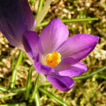 Krokus Bluete schmal lila Crocus 06