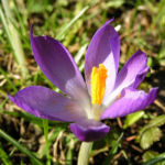 Krokus Bluete schmal lila Crocus 08