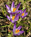 Krokus Bluete schmal lila Crocus 09
