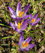 Zurück zum kompletten Bilderset Krokus Blüte schmal lila Crocus