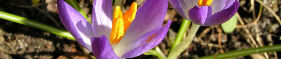 krokus-bluete-schmal-lila-crocus