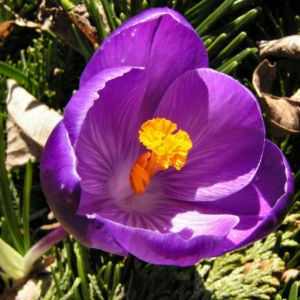 Krokus Bluete voll lila Crocus 01