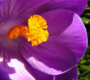 Krokus Bluete voll lila Crocus 02