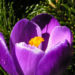 Zurück zum kompletten Bilderset Krokus Blüte voll lila Crocus