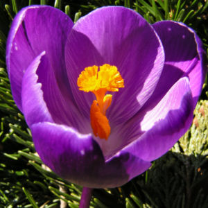 Krokus Bluete voll lila Crocus 04