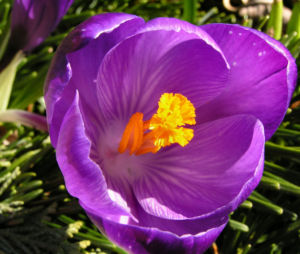 Krokus Bluete voll lila Crocus 06