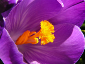 Krokus Bluete voll lila Crocus 07