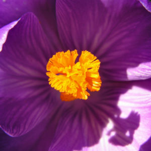 Krokus Bluete voll lila Crocus 08