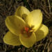Zurück zum kompletten Bilderset Krokus hellgelbe Blüte Crocus 