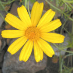Kronen Wucherblume Bluete gelb Chrysanthemum coronarium 02