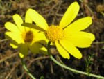 Kronen Wucherblume Bluete gelb Chrysanthemum coronarium 05