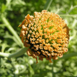 Kronen Wucherblume Bluete gelb Chrysanthemum coronarium 06