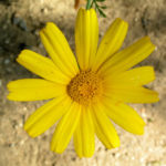 Kronen Wucherblume Bluete gelb Chrysanthemum coronarium 07
