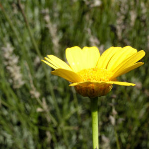 Kronen Wucherblume Bluete gelb Chrysanthemum coronarium 08